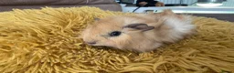 Guinea Pig rodents for sale: Gorgeous baby Guinea Pigs - Advert 15