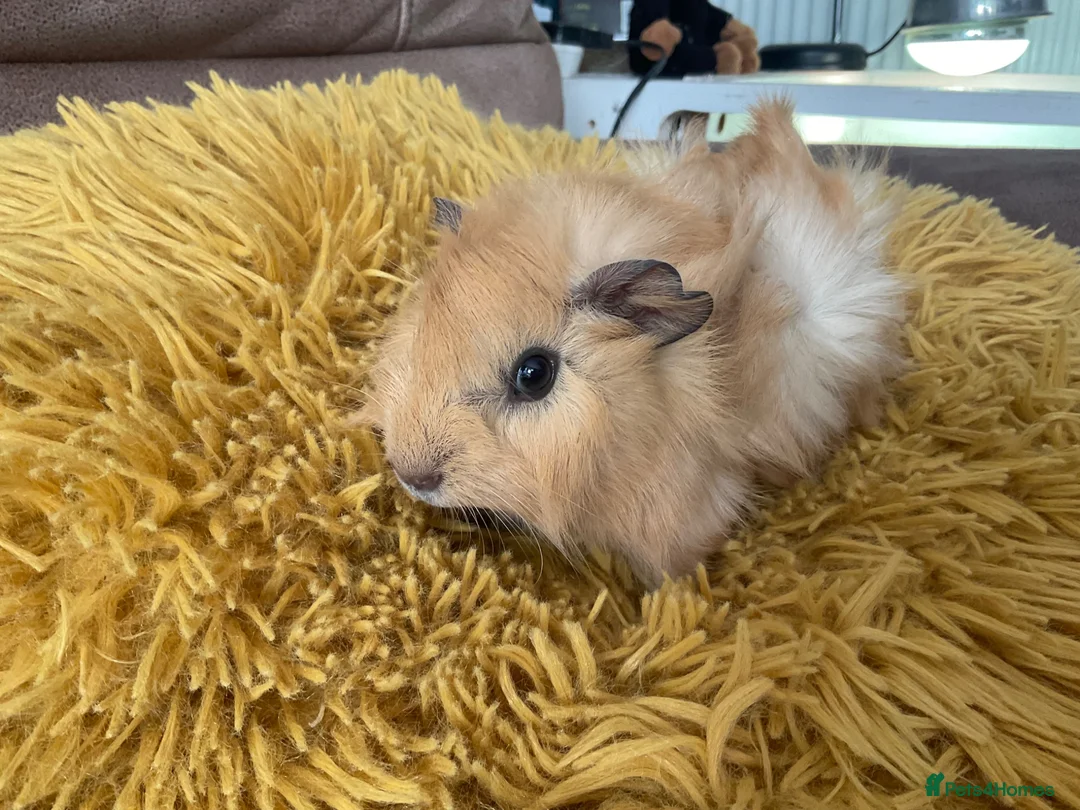 Guinea Pig rodents for sale: Gorgeous baby Guinea Pigs - Advert 15