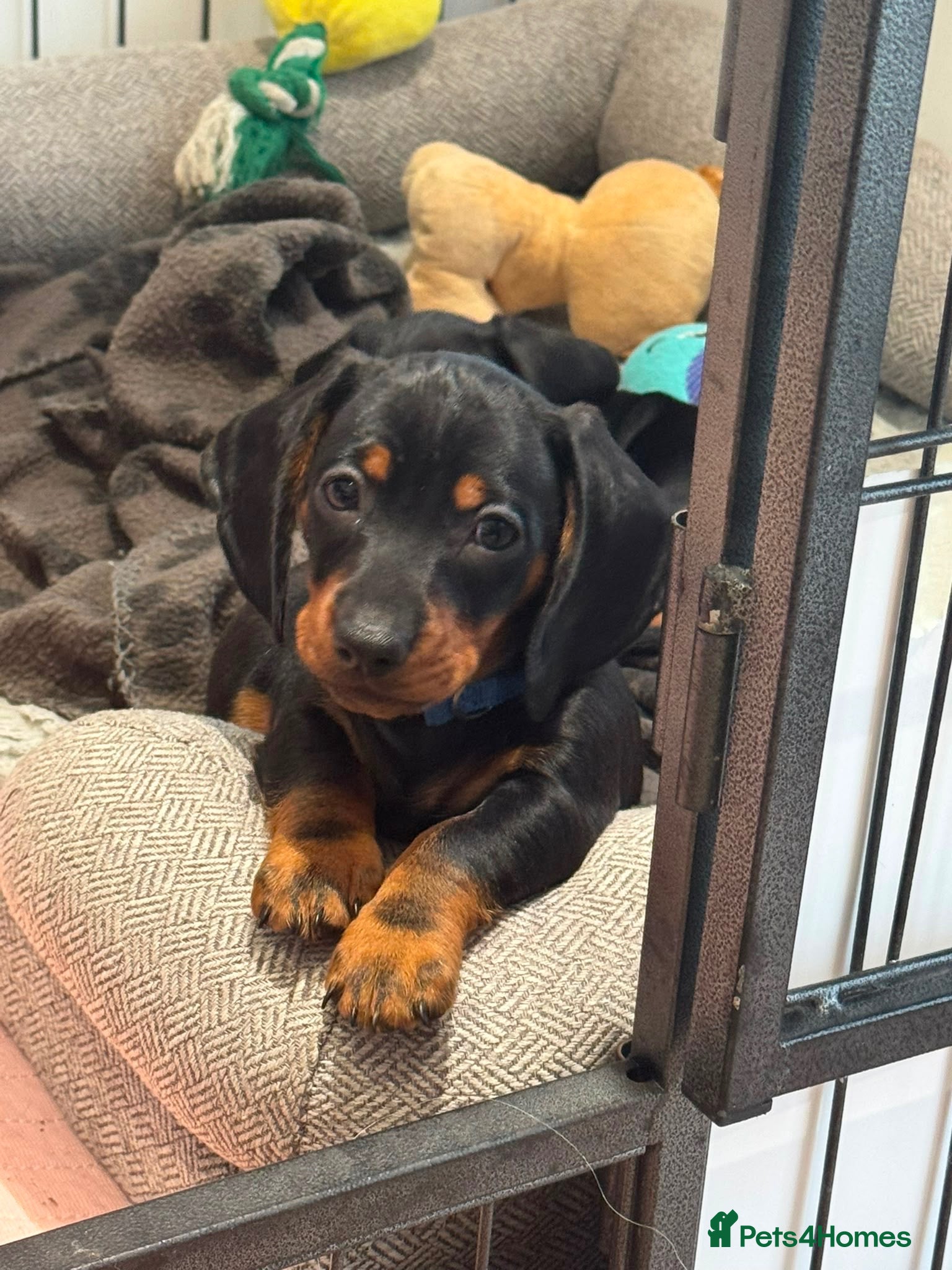 Miniature Dachshund dogs Gorgeous KC reg miniature dachshund puppies  - Advert 2