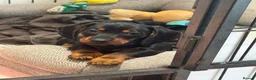 Miniature Dachshund dogs for sale: Gorgeous KC reg miniature dachshund puppies  - Advert 2