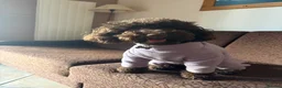 Cockapoo dogs for sale: F1B cockapoo’s 1 male and 3 female - Advert 8