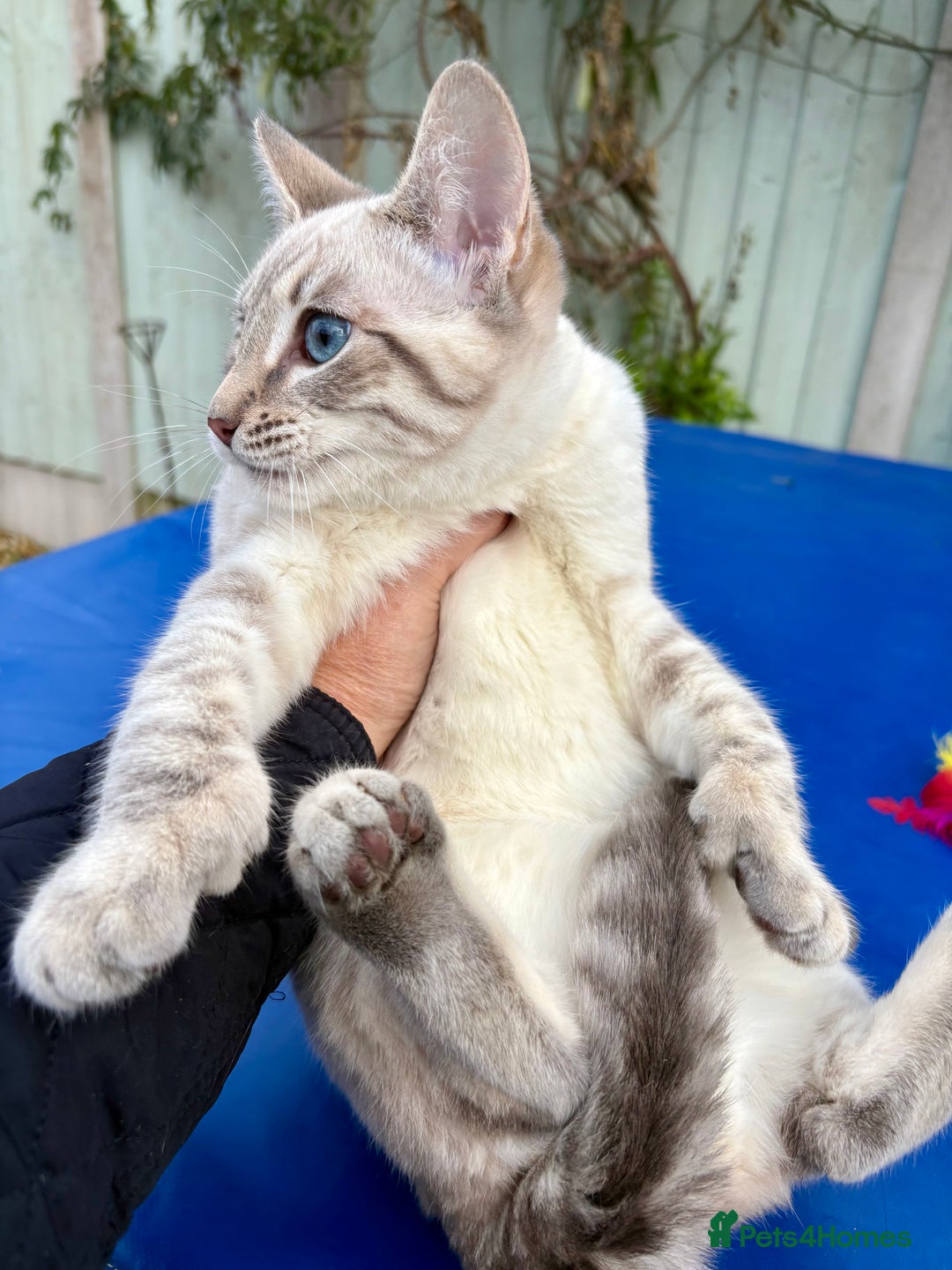 Keetso cats for sale: Superb polydactyl girl - Advert 10