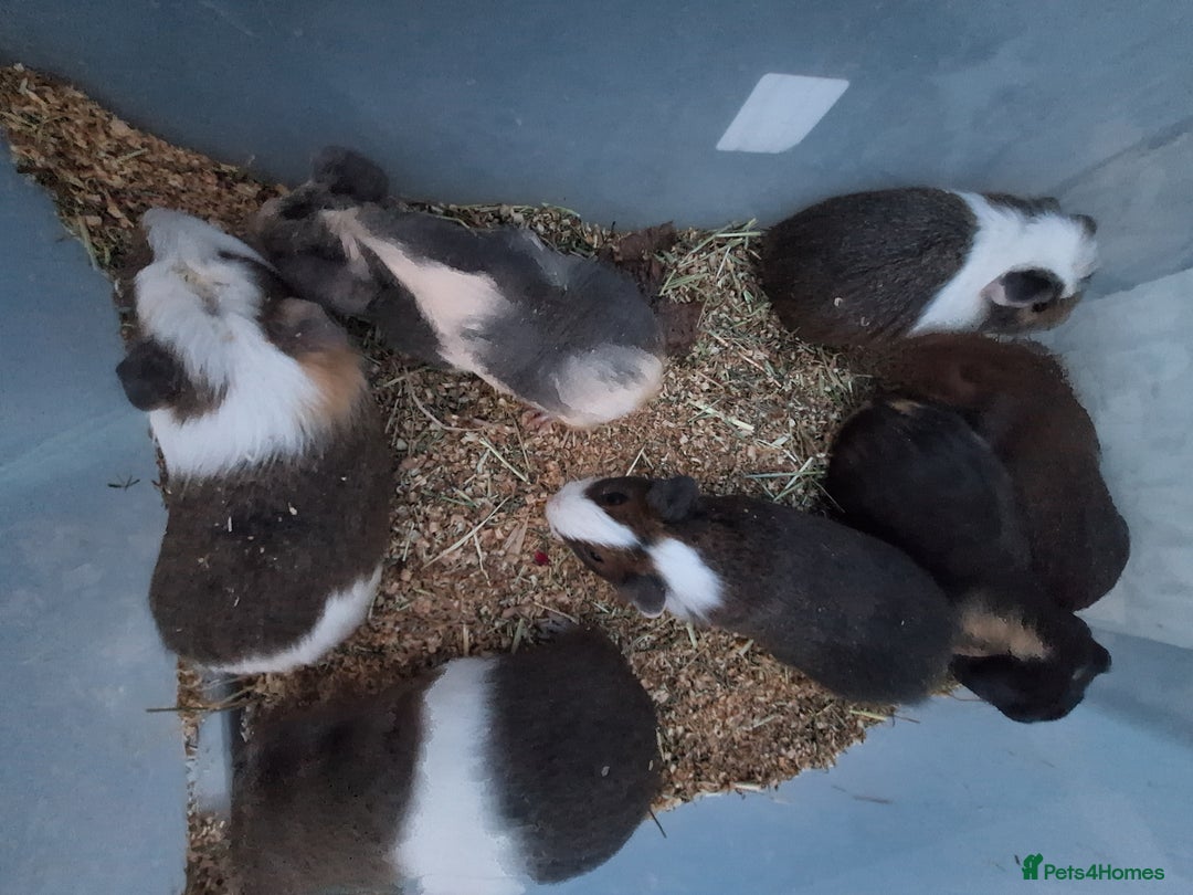 Guinea Pig rodents for sale: Baby male guinea pigs for sale £25 each  - Advert 8