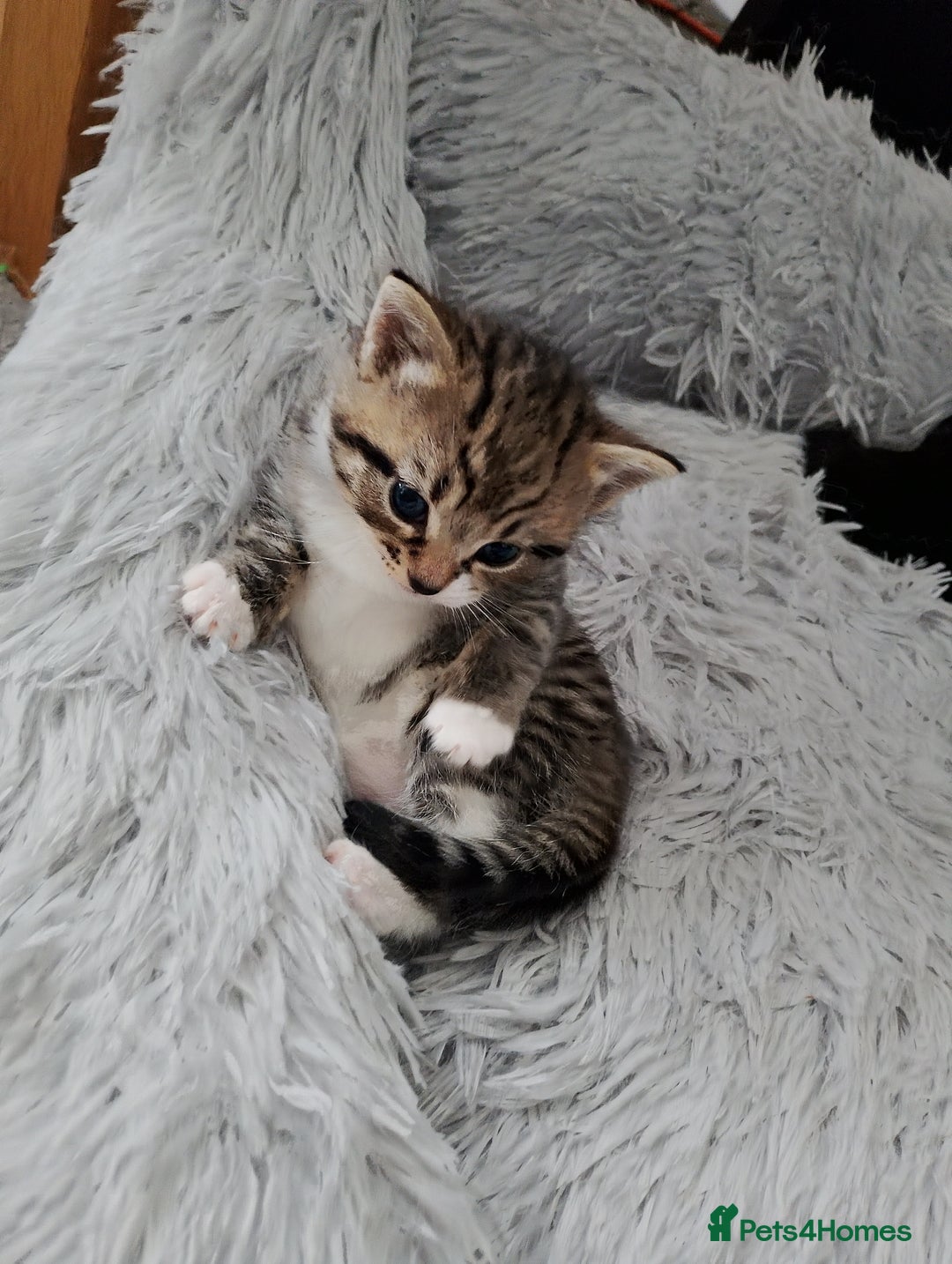 British Shorthair cats for sale: 3 stunning kittens all very cute  - Advert 8