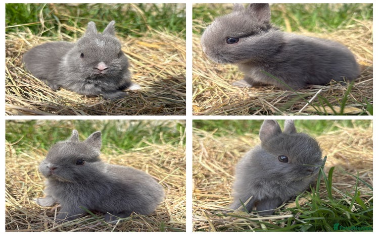 Netherland Dwarf rabbits - Advert 3
