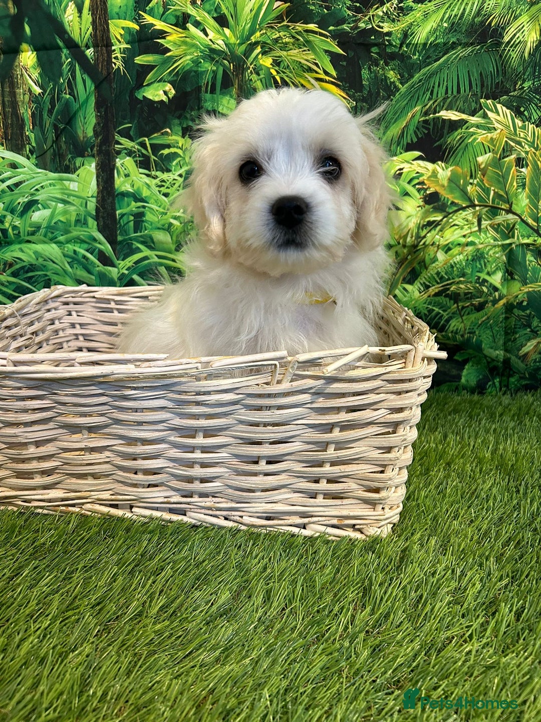 Maltese dogs for sale: Bichon Maltese looking for a new home - Advert 1