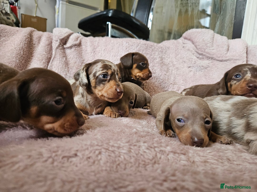 Dachshund dogs for sale: Dachshund  - Image 9