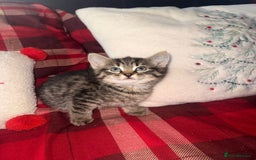 Mixed Breed cats for sale: Maine Coon cross tabby - Image 8