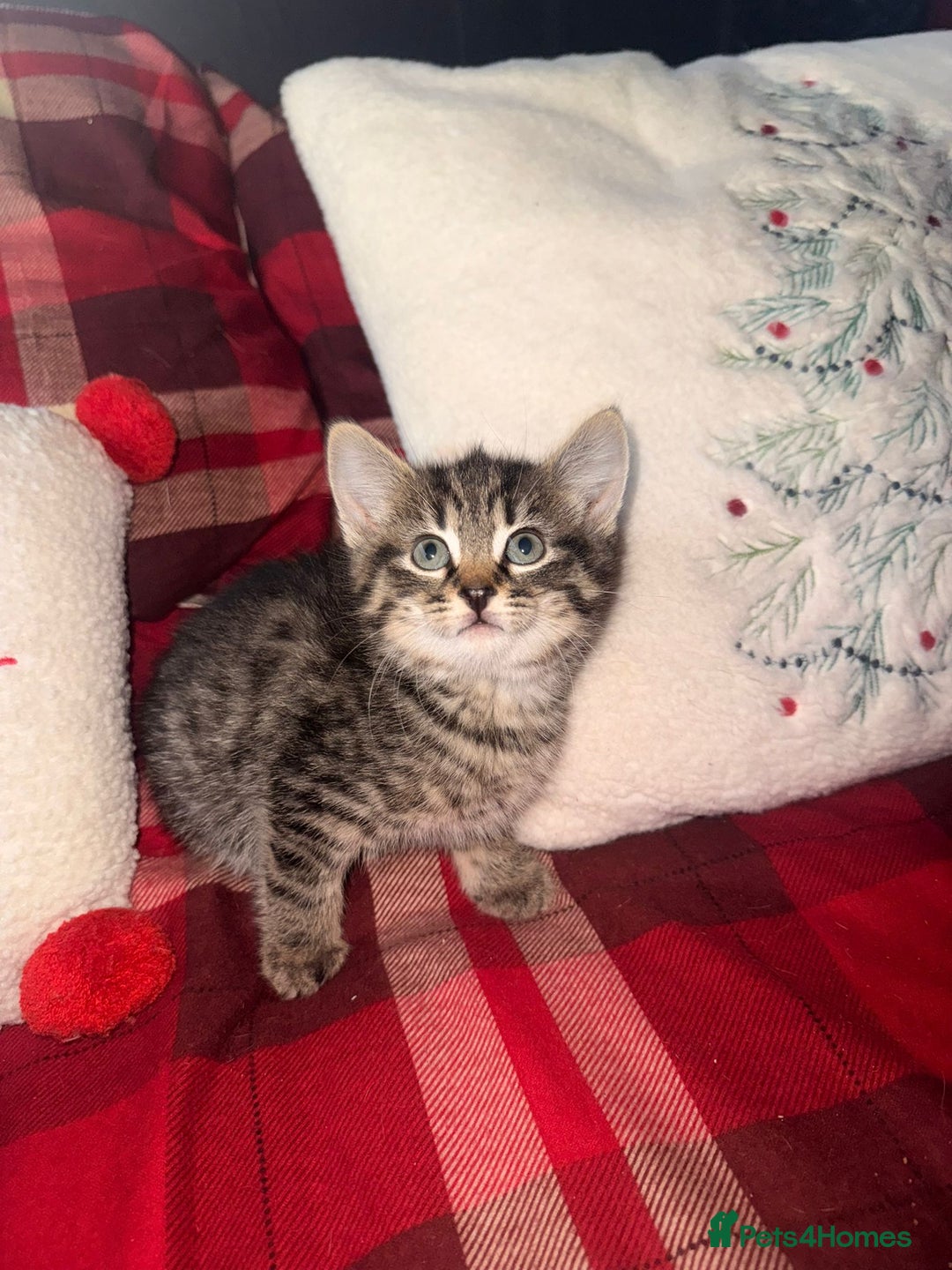 Mixed Breed cats for sale: Maine Coon cross tabby - Image 8