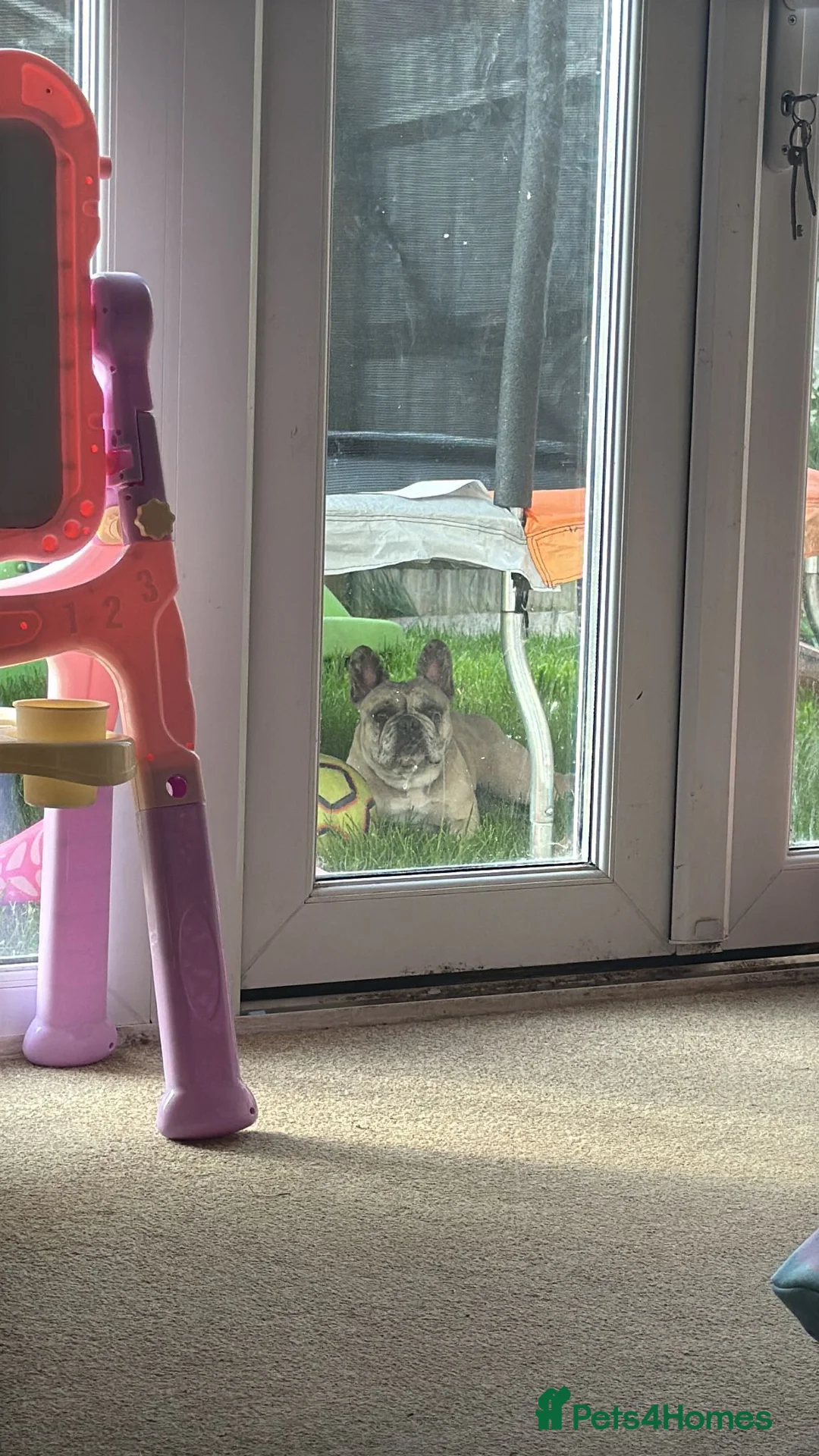 French Bulldog dogs for sale: Adorable French Bulldog for sale  - Advert 2