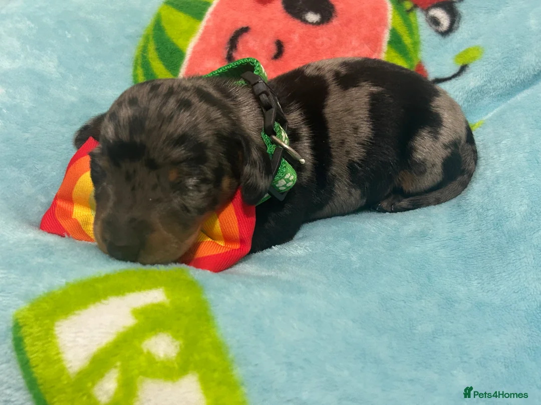 Dachshund dogs for sale: 1 adorable dachshund ready  - Advert 5