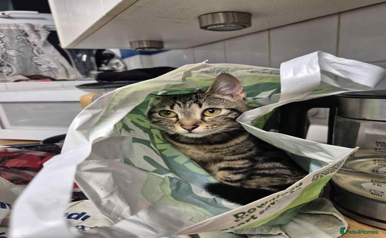 Domestic Shorthair cats - Advert 2