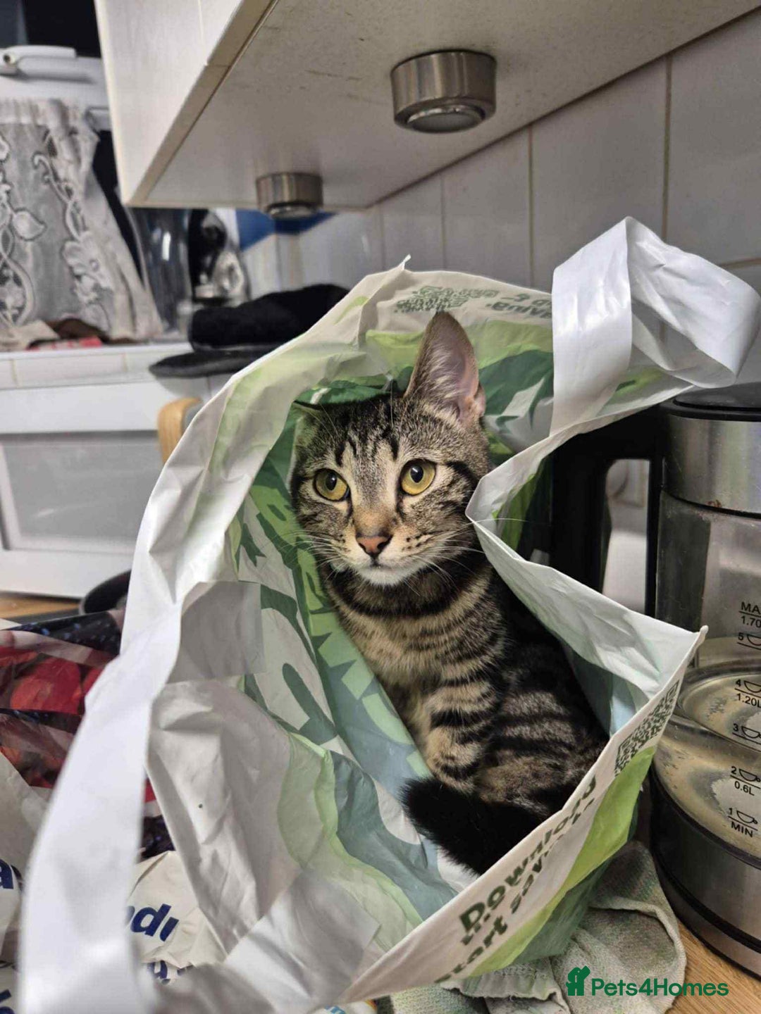 Domestic Shorthair cats for sale: Kitkat  - Image 1