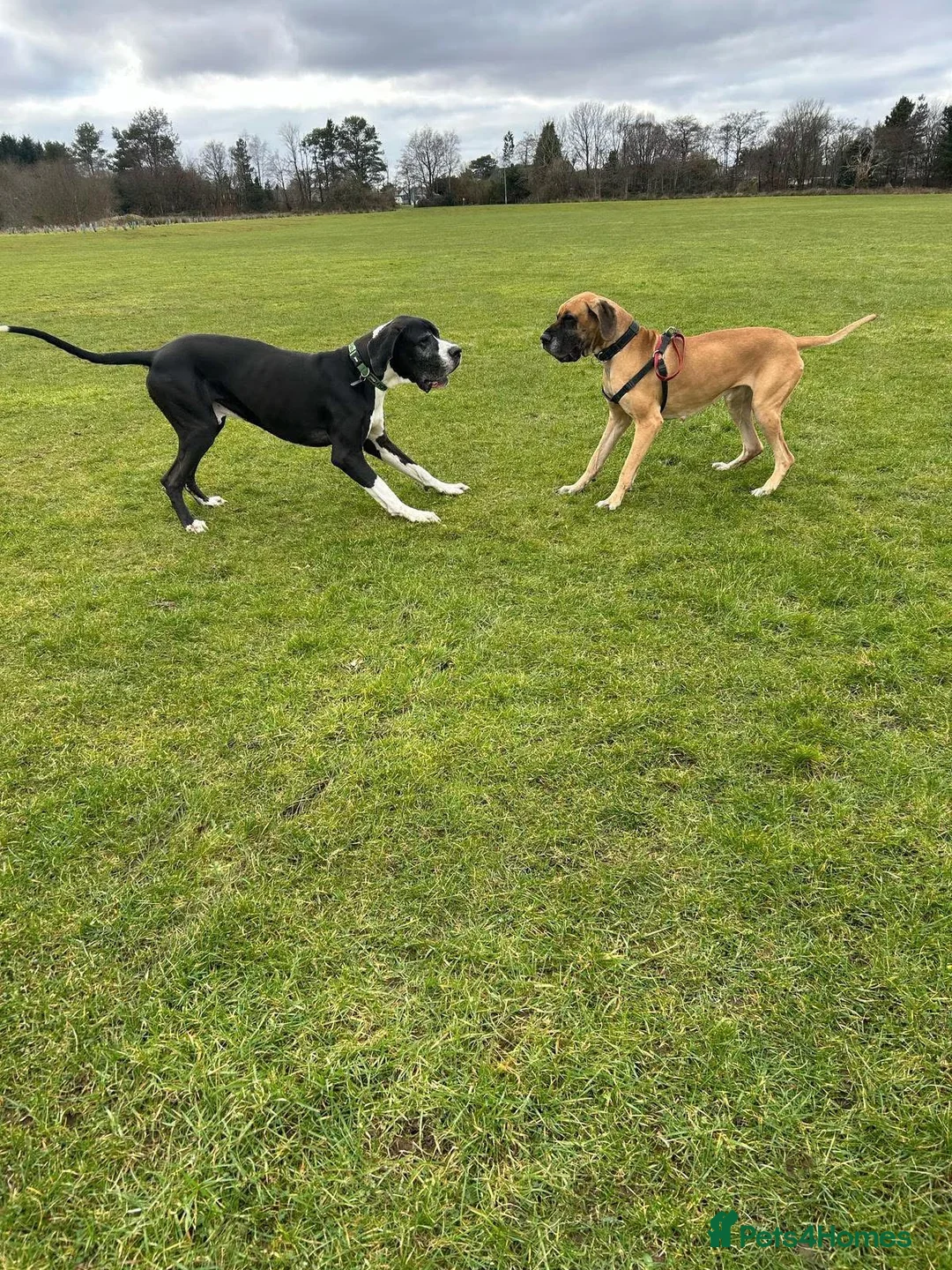 Great Dane dogs for sale: 9 Pure Bred Dane Pups  - Advert 12