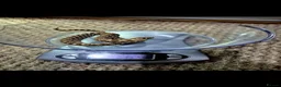 Snake reptiles for sale: Male hognoses in Westbury - Advert 1