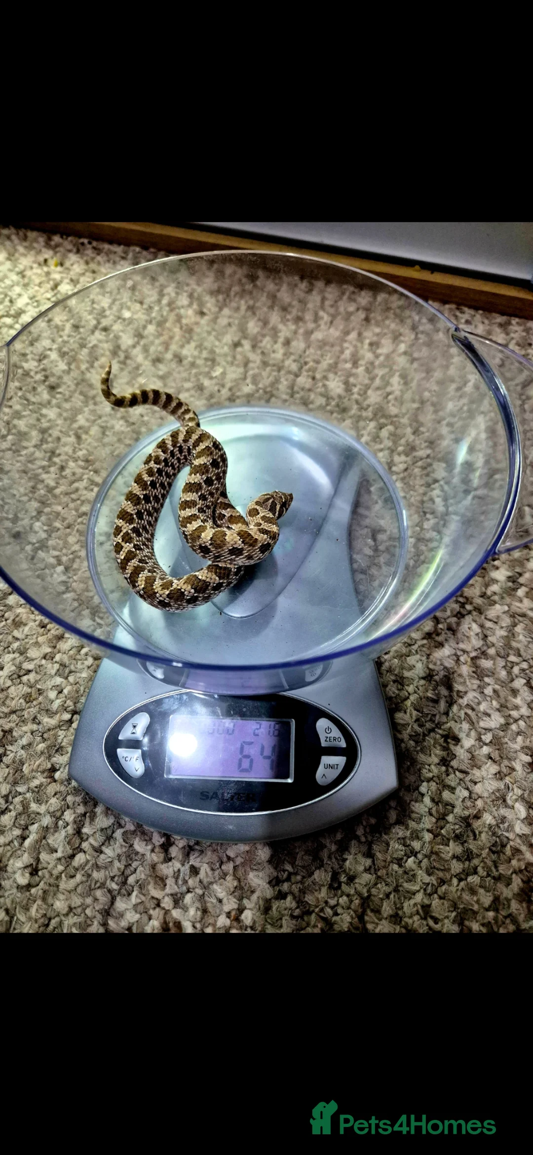 Snake reptiles for sale: Male hognoses in Westbury - Advert 1