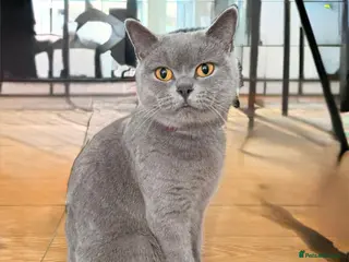 Mixed Breed cats British Shorthair Cross - Advert 6