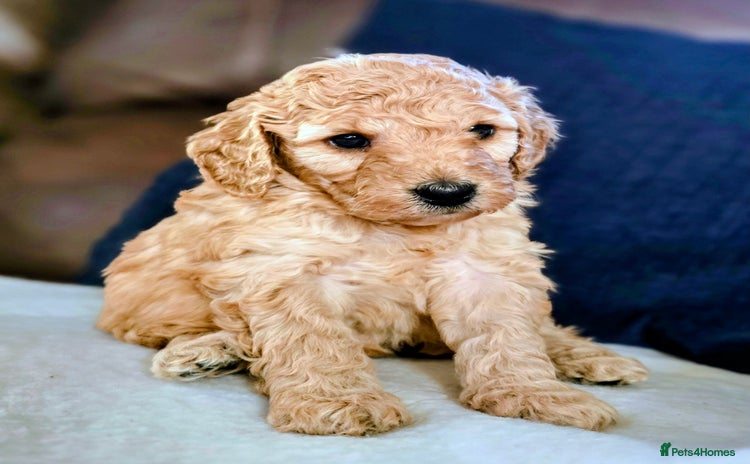 Cockapoo dogs - Advert 10