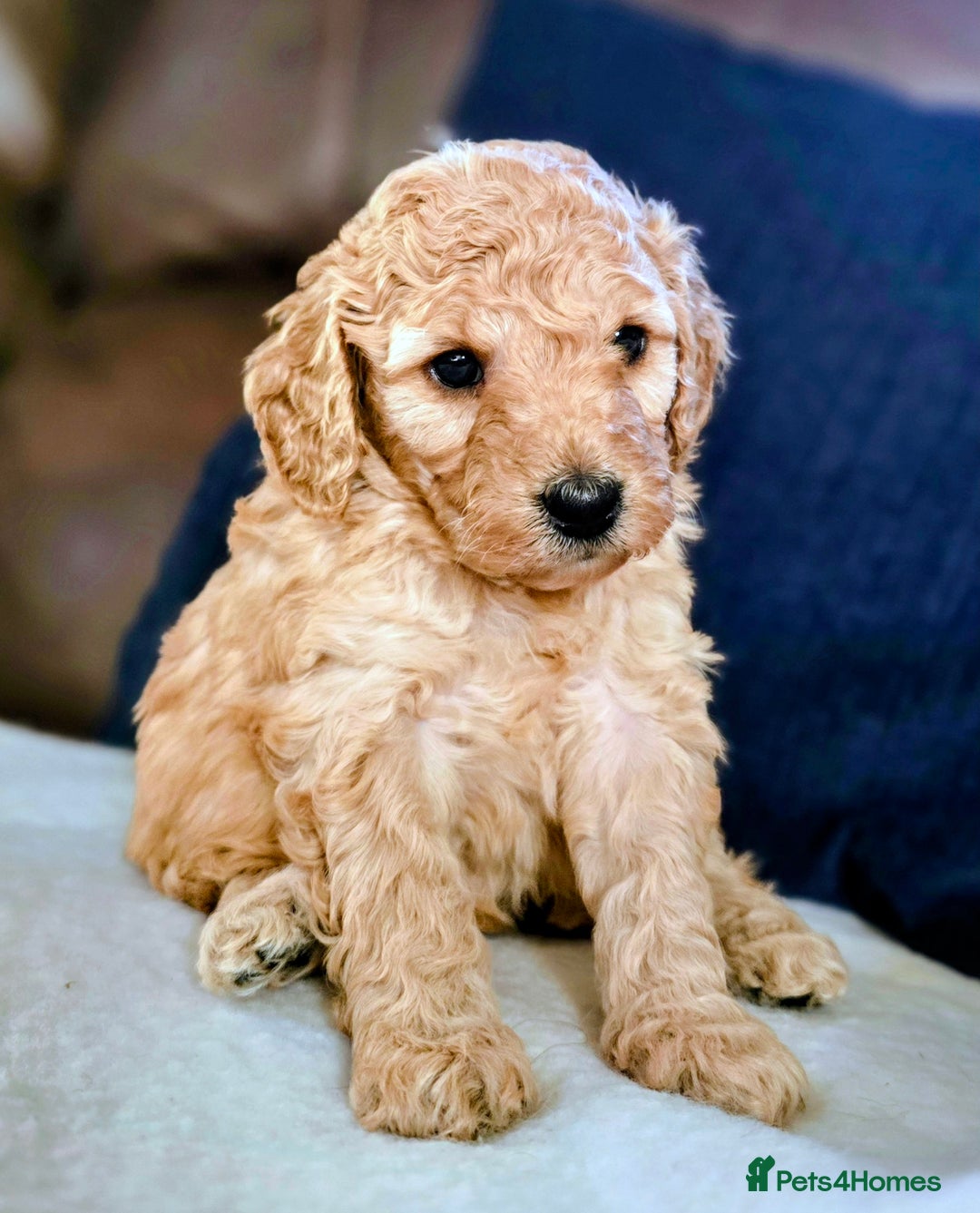 Cockapoo dogs for sale: Stunning F1b cockerpoo male - Advert 8