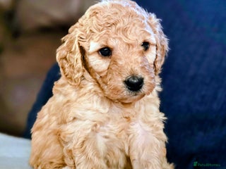 Cockapoo dogs - Advert 10