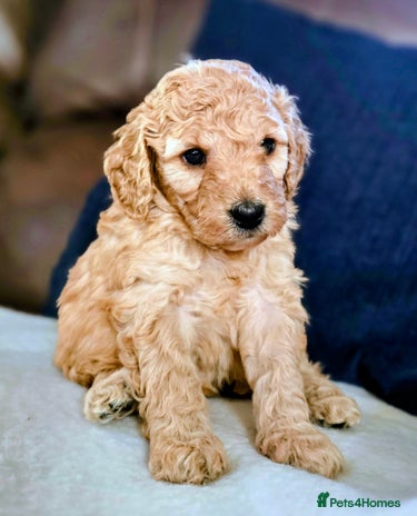 Cockapoo dogs - Advert 10