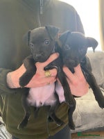 Patterdale Terrier dogs - Advert 3