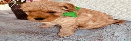 Cavalier King Charles Spaniel dogs for sale: Ready to bring home! Cavapoos perfect companion in Reading - Advert 5