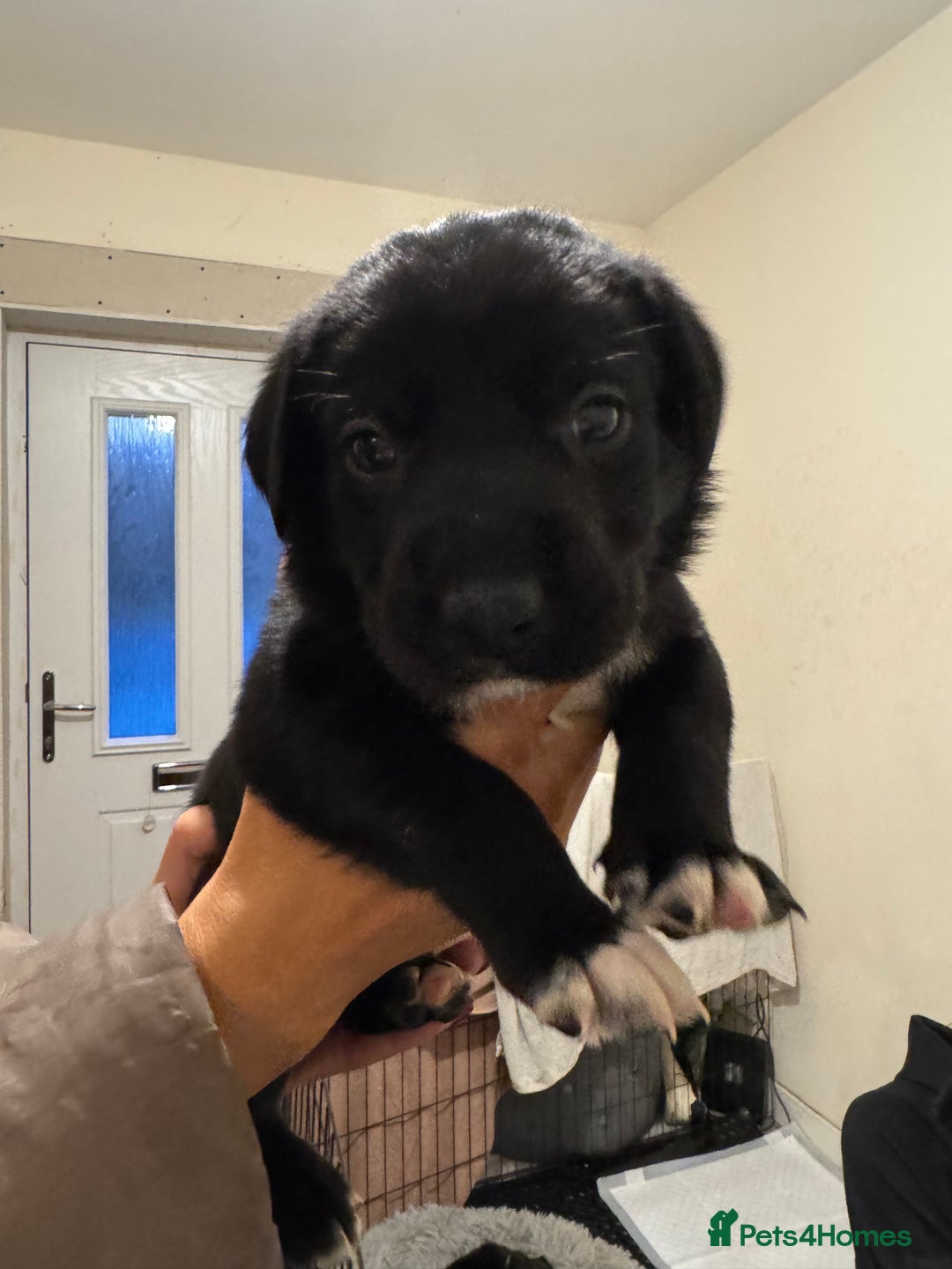 Borador dogs for sale: Lab collie puppies for sale  - Advert 7