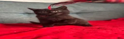 British Shorthair cats for sale: British shorthair - ready now  - Advert 8