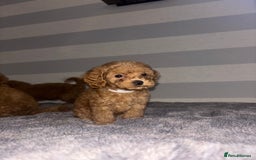Miniature Poodle dogs for sale: Gorgeous apricot miniature poodle puppies - Image 8