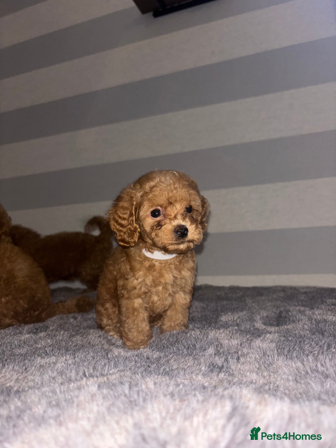 Miniature Poodle dogs for sale: Gorgeous apricot miniature poodle puppies - Image 8