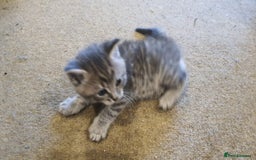 British Shorthair cats for sale: British shorthair x maine coon - Image 6