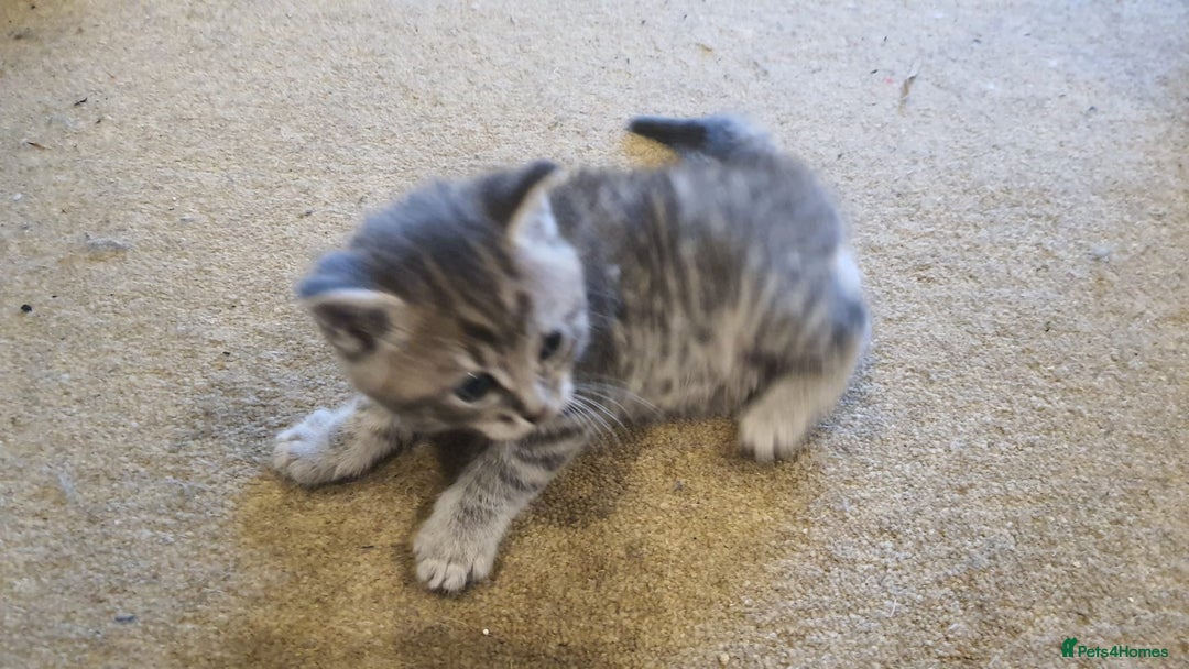British Shorthair cats for sale: British shorthair x maine coon - Image 6