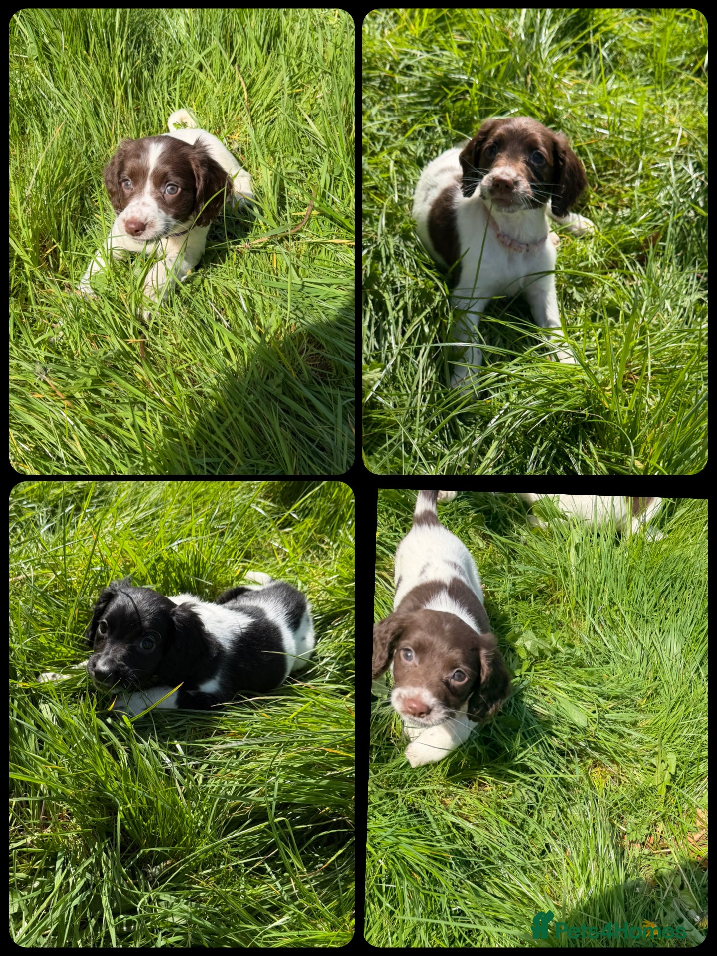 English Springer Spaniel dogs KC Registered English Springer Spaniel Pups - Advert 1