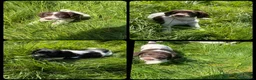 English Springer Spaniel dogs for sale: KC Registered English Springer Spaniel Pups - Advert 8