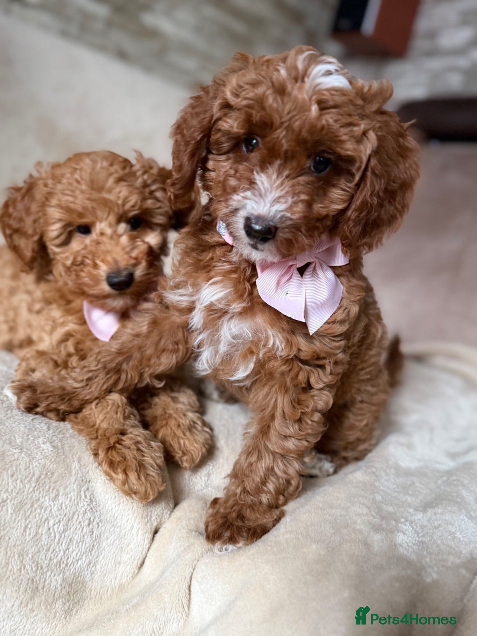 Australian Labradoodle dogs 🐶READY TO GO LAST 2 AVAILABLE🐶 - Advert 2