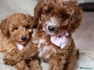 Australian Labradoodle dogs 🐶READY TO GO LAST 2 AVAILABLE🐶 - Advert 2