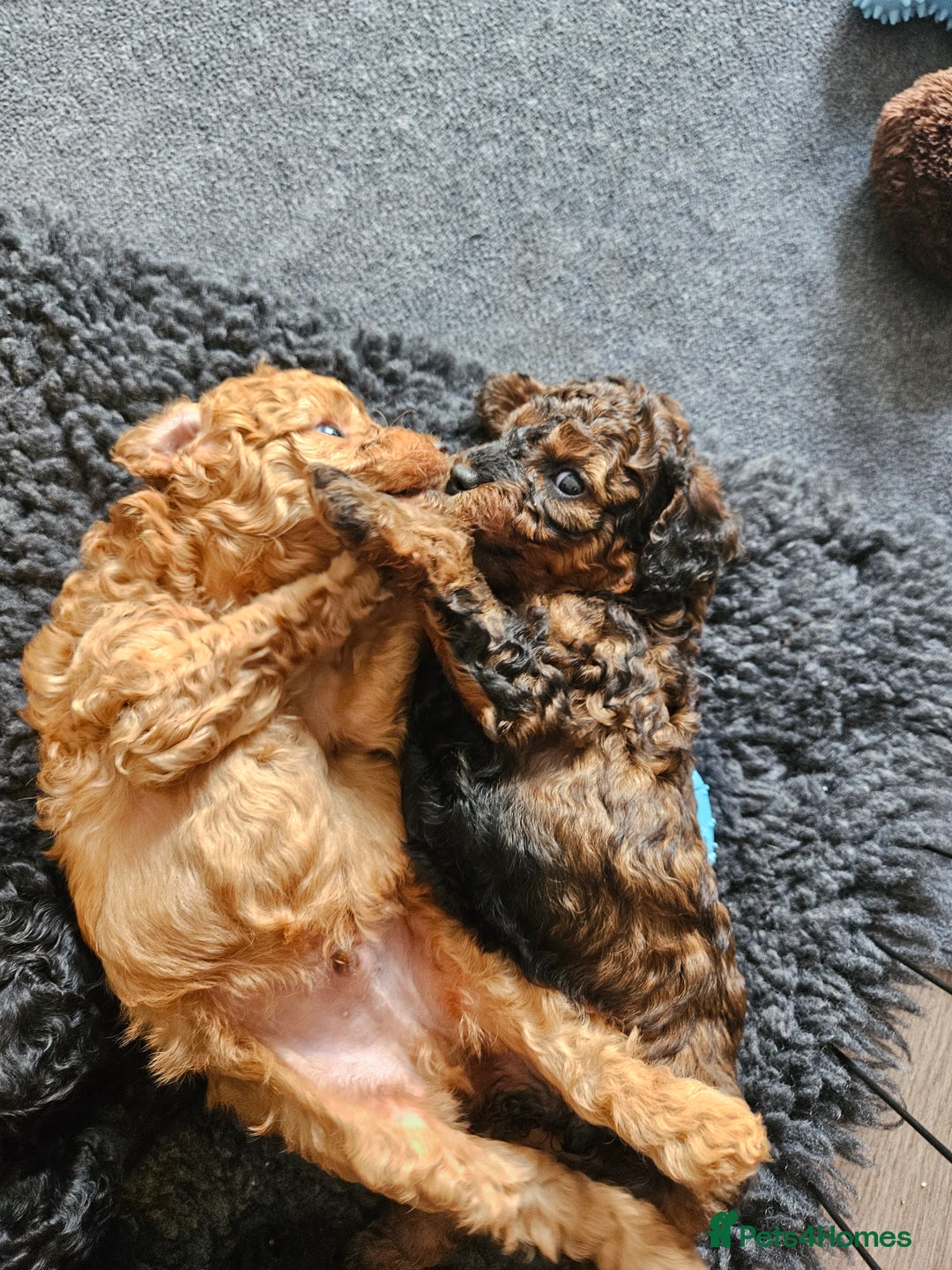 Miniature Poodle dogs for sale: Beautiful Health Tested Poodles - Advert 5