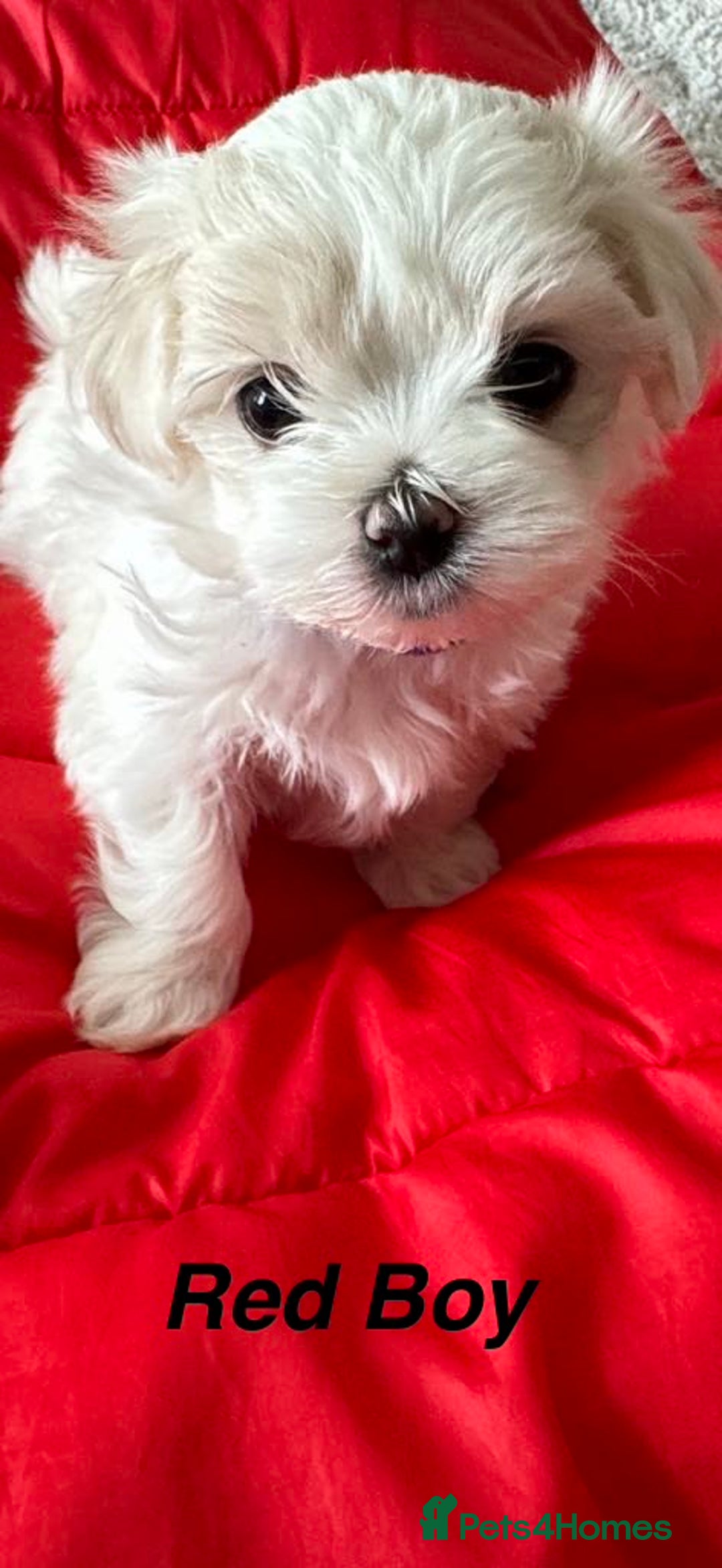 Maltese dogs for sale:  KC Registred Maltese puppies  - Advert 11