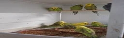 Budgerigars birds for sale: Young and adult budgies in Rotherham - Advert 1