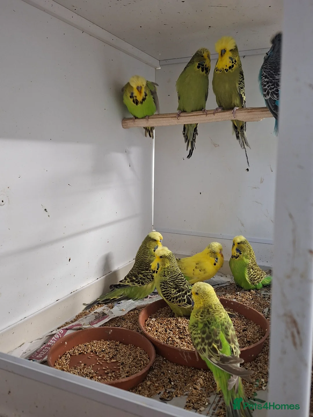 Budgerigars birds for sale: Young and adult budgies in Rotherham - Advert 1