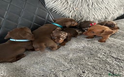 Miniature Dachshund dogs for sale: Miniature dash - Image 14