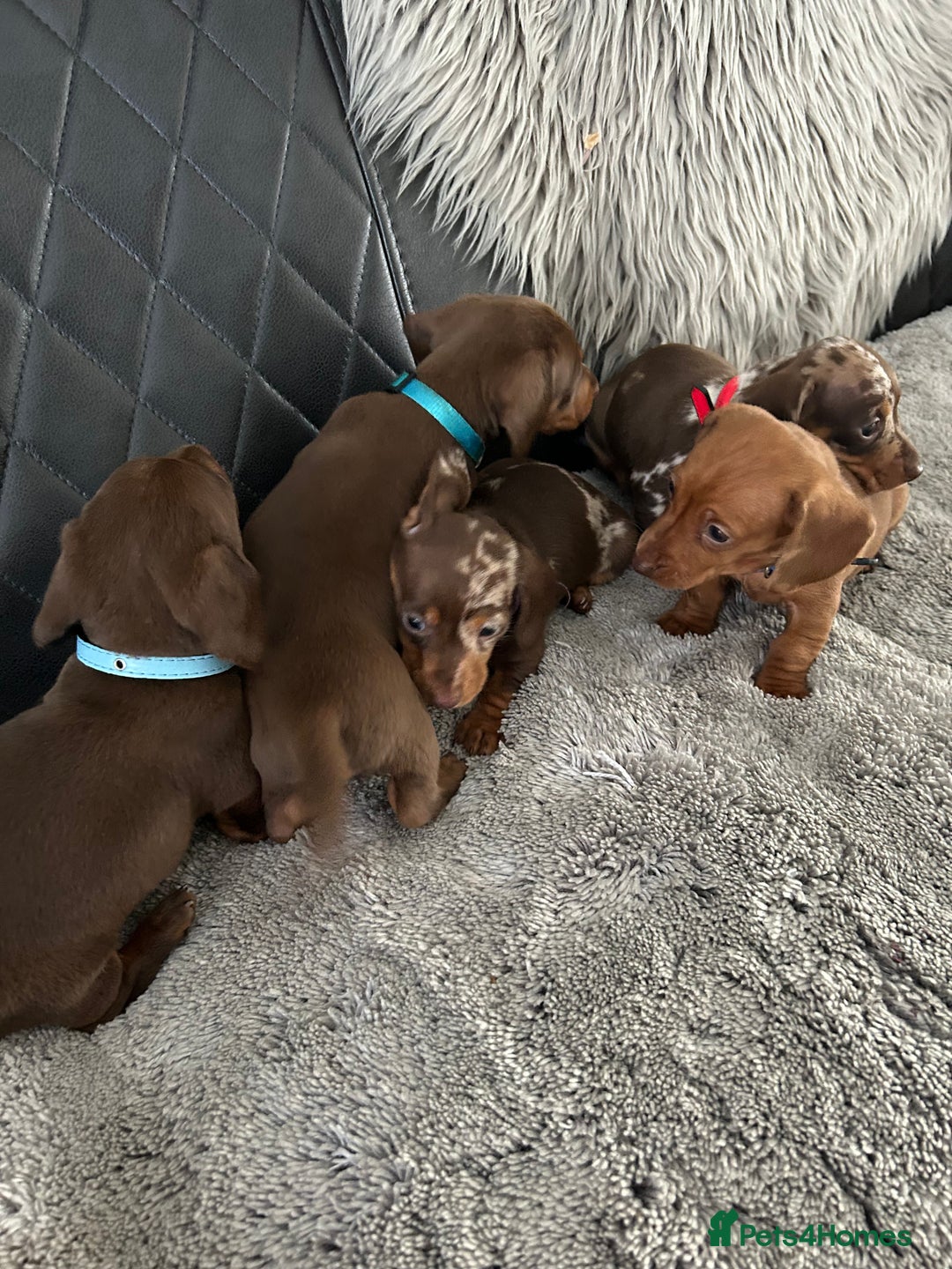 Miniature Dachshund dogs for sale: Miniature dash - Image 14