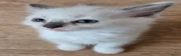 Ragdoll cats for sale: Beautiful fluffy Ragdolls - Advert 3