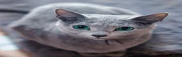 Russian Blue cats for sale: PEDIGREE BLUE RUSSIAN KITTENS  - Advert 14