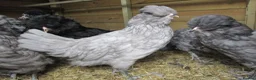 Chickens poultry for sale: Araucanaa pullets(Large, Tailed). Blue / White lue - Advert 1