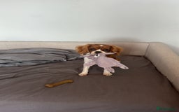 Cavalier King Charles Spaniel dogs for sale: 8 Month Old Girl  - Advert 1