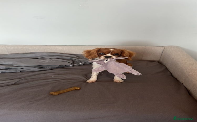 Cavalier King Charles Spaniel dogs 8 Month Old Girl  - Advert 1