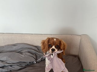 Cavalier King Charles Spaniel dogs 8 Month Old Girl - Advert 1