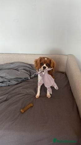 Cavalier King Charles Spaniel dogs 8 Month Old Girl - Advert 1